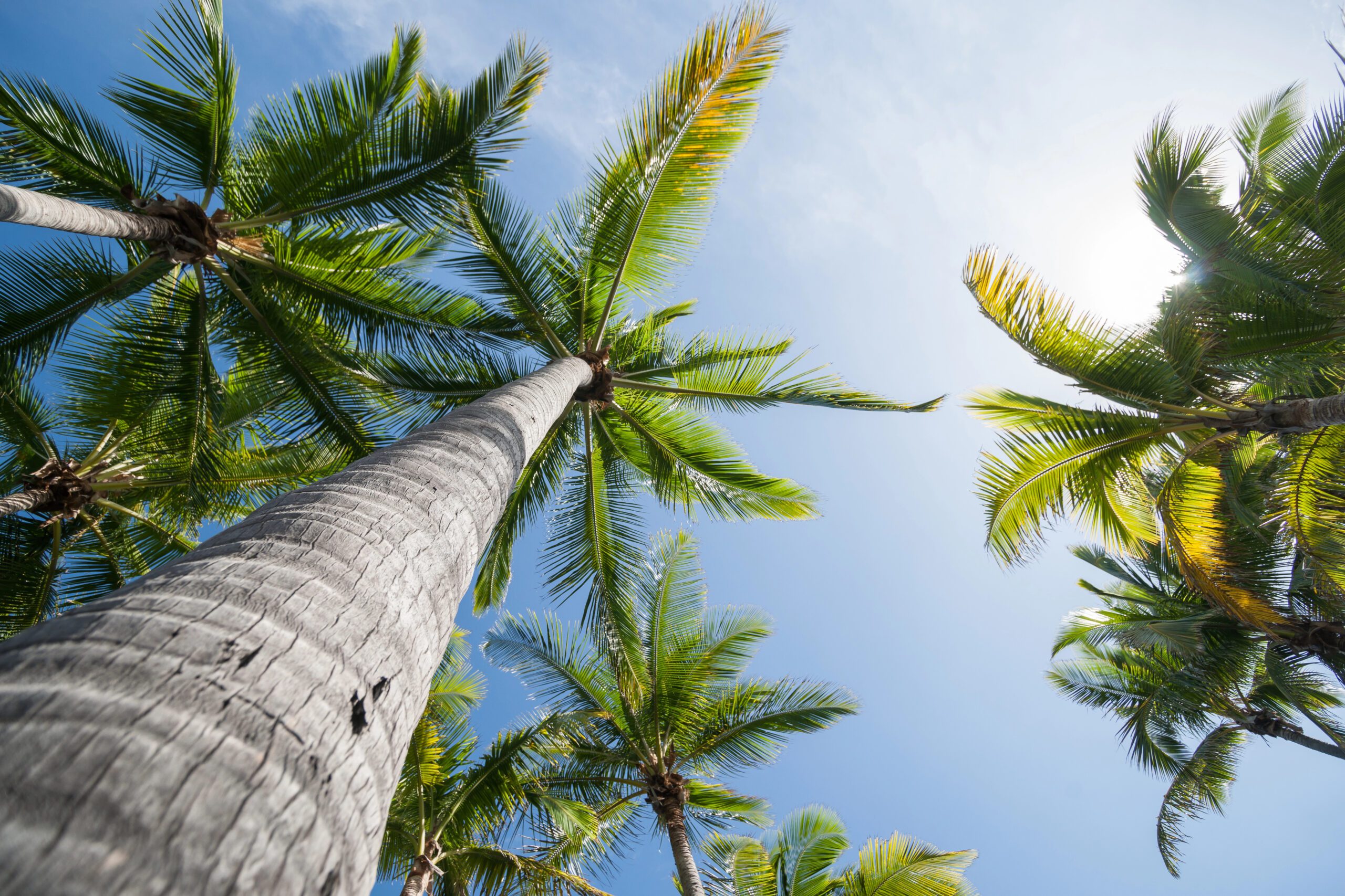 Savannah Pretty Little Secret Hawaii